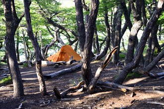 Tent in the forest of the camp at Laguna Capri