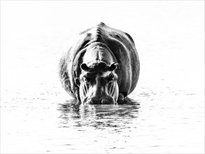 Hippo (Hippopotamus amphibius) is in the water