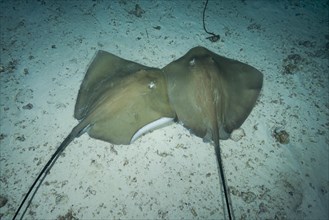 Couple of Pink whipray (Himantura fai) lie on the sandy bottom