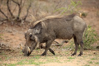 Warthog (Phacochoerus aethiopicus)