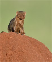 Dwarf mongoose (Helogale parvula) on a termite hill