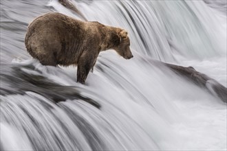 Brown bear (Ursus Arctos) stands in rapids during salmon fishing