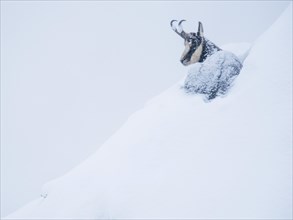 Chamois (Rupicapra rupicapra) sits in the snow on a steep slope