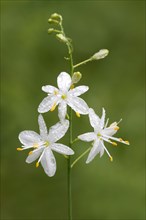 St Bernard's lily (Anthericum liliago)