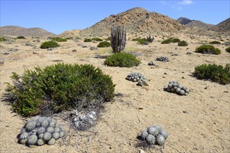 Landscape with cacti (Copiapoa cinerascens) and columnar cactus (Eulychnia iquiquensis)