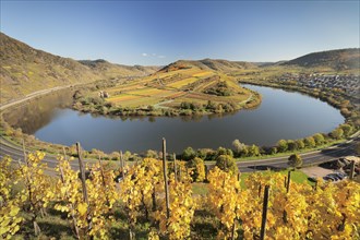Vineyard at Moselleschleife in autumn near Bremm