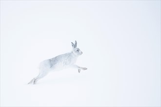 Mountain hare (Lepus timidus) running in snow