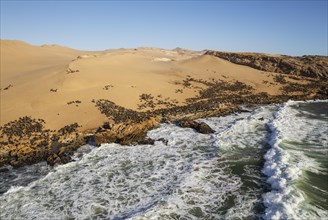Cape Fur Seal (Arctocephalus pusillus) colony at the coast of the Namib Desert