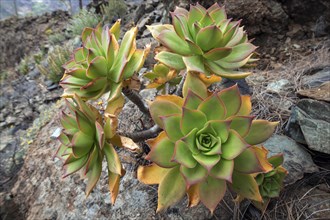 Thick leaf plant (Aeonium percarneum) in the mountains of Gran Canaria