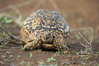 Leopard tortoise (Testudo pardalis)