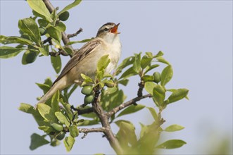 Sedge warbler (Acrocephalus schoenobaenus) singing