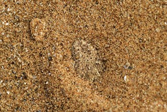 Peringuey's Adder (Bitis peringueyi) buried in the sand