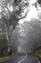 Wet Road in Fog in Rainforest