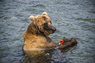Kamchatka brown bear (Ursus arctos beringianus) in water