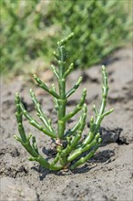 Glasswort (Salicornia spec.)