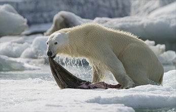 Polar bear (Ursus maritimus) with a captured seal skin rising out of the water