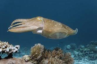 Common cuttlefish (Sepia officinalis)