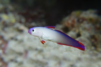 Elegant firefish (Nemateleotris decora) Selayar Island