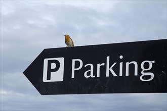 Robin on parking sign