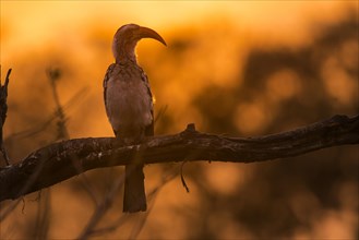 Southern Yellow-billed Hornbill (Tockus leucomelas) sits on branch at sunset