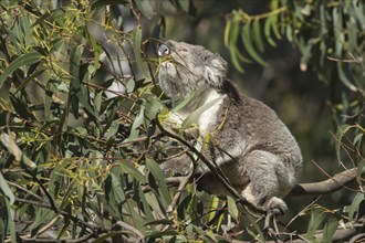 Koala (Phascolarctos cinereus) adult animal feeding in a Eucalyptus tree