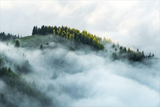Mountain forest with early morning fog