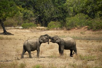 Sri Lankan elephants (Elephas maximus maximus)