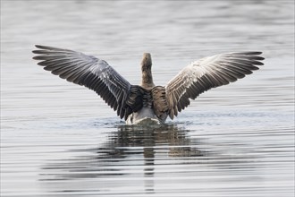 Greylag goose (Anser anser) in the water