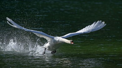 Mute swan (Cygnus olor)