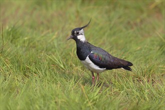 Northern lapwing (Vanellus vanellus) stands in a meadow