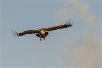 Griffon vulture (Gyps fulvus) in flight