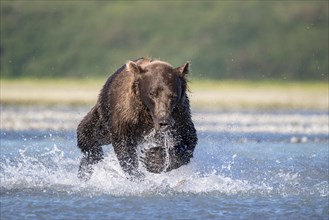 Brown bear (Ursus Arctos) runs in water