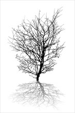 Silhouette of a leafless tree and shadow