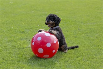 Small poodle sitting up and begging with ball