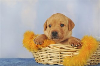 Labrador Retriever