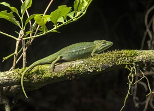 Chameleon (Calumma gastrotaenia)