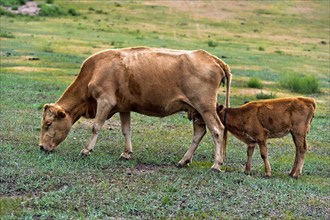 Cow with sucking calf