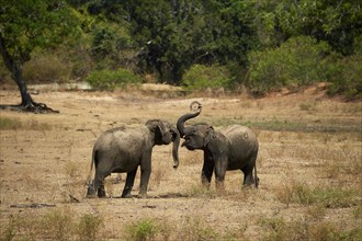 Sri Lankan elephants (Elephas maximus maximus)