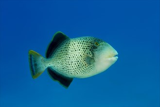 Yellowmargin Triggerfish (Pseudobalistes flavimarginatus) in the blue water