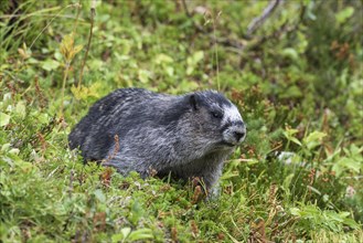 Hoary marmot (Marmota caligata) in the grass