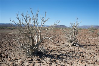 Moringa ovalifolia tree (moringa ovalifolia) in barren landscape