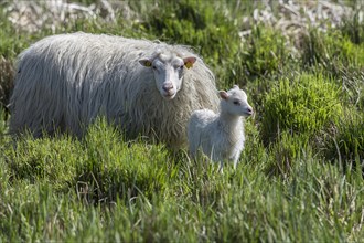 White Polled Heath sheep (Ovis aries) with her newborn in dense grass