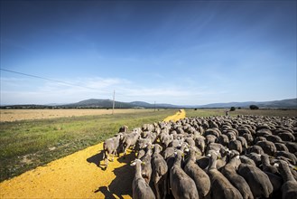 Sheep flock during transhumance through the region of Soria