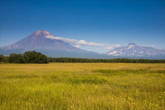 Wild flower field before the Avachinskaya Sopka volcano