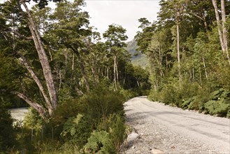 Gravel road in temperate rainforest