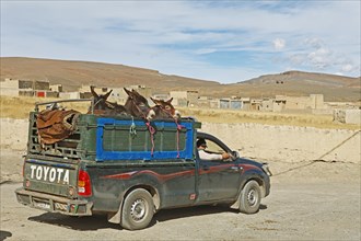Donkeys tied to a truck bed