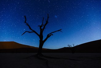 Dead tree in front of starry sky