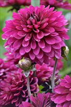 Decorative Dahlia (Dahlia)