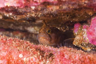 Yarrell's Blenny (Chirolophis ascanii) hiding in the crevice of the reef