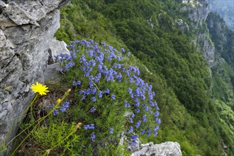 Moltkia doerfleri (Moltkia doerfleri)